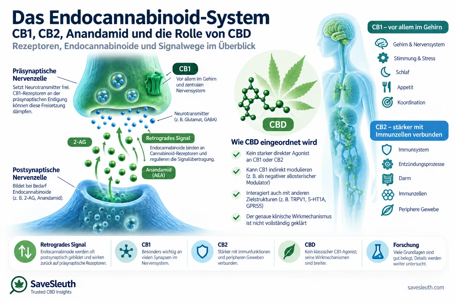 Infografik zum Endocannabinoid-System mit retrograder Signalübertragung, CB1, Anandamid, 2-AG und CBD